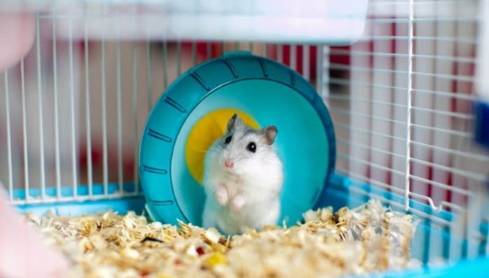 How are Hamsters as pets?