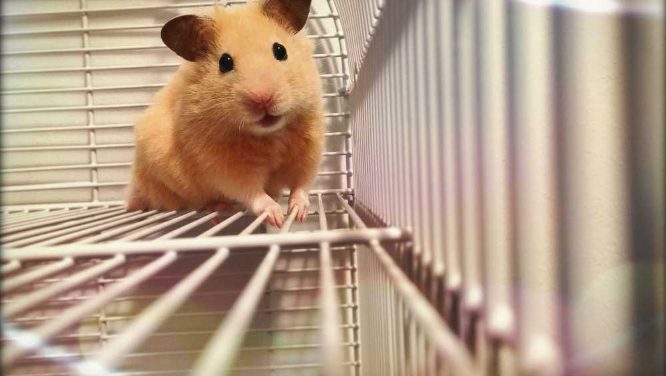 How are Hamsters as pets?