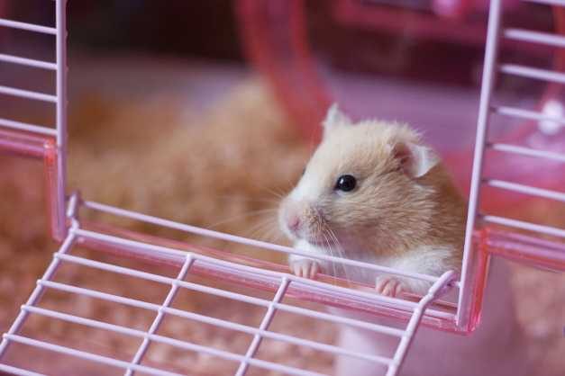 How are Hamsters as pets?
