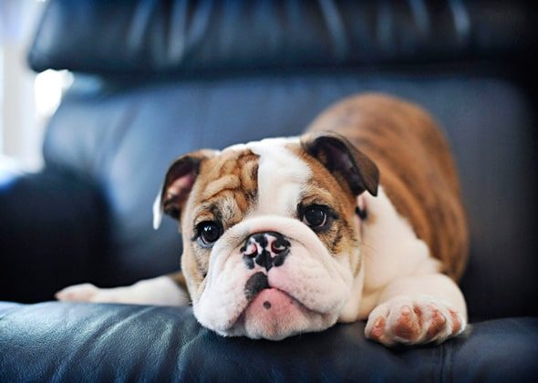 Discover why brachycephalic (Punch Face) dog breeds are India’s most popular dog breeds