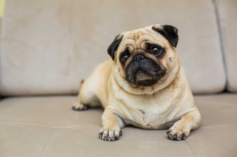 Discover why brachycephalic (Punch Face) dog breeds are India’s most popular dog breeds