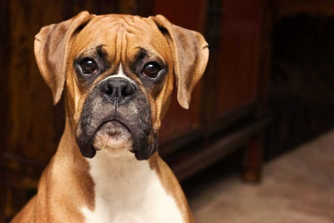 Discover why brachycephalic (Punch Face) dog breeds are India’s most popular dog breeds