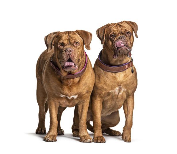 Discover why brachycephalic (Punch Face) dog breeds are India’s most popular dog breeds