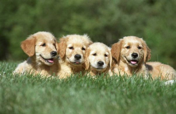 What is the right age to buy a puppy?