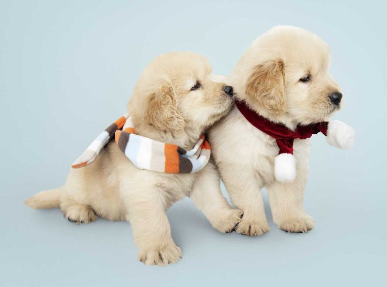 What is the right age to buy a puppy?