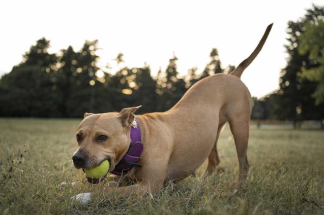 Everything about Puberty in Puppies