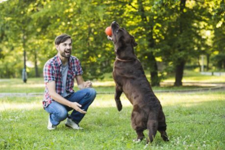 Everything about Puberty in Puppies