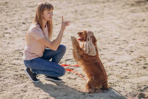 Five Cool Tricks to Teach your Dog