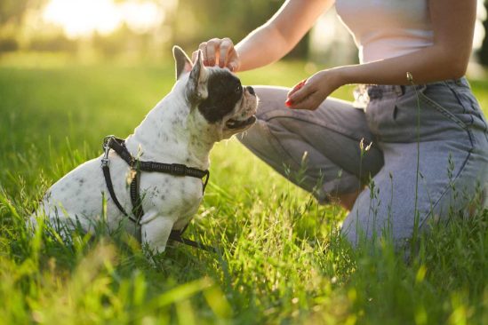 Five Cool Tricks to Teach your Dog