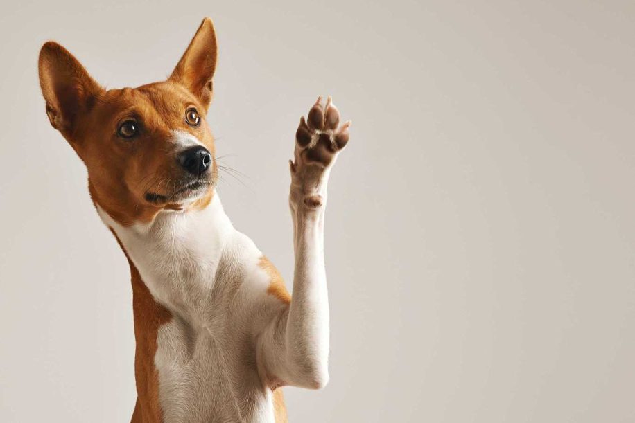 Ten types of Dog Body Language you should know as a Pet Parent