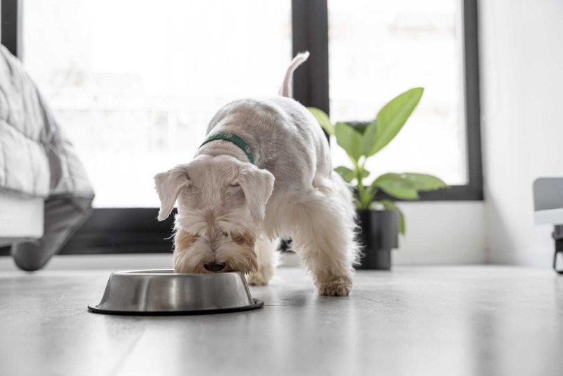 How to understand your dog’s basic needs