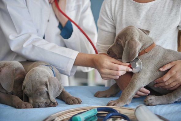 Five ways to check your dog’s health