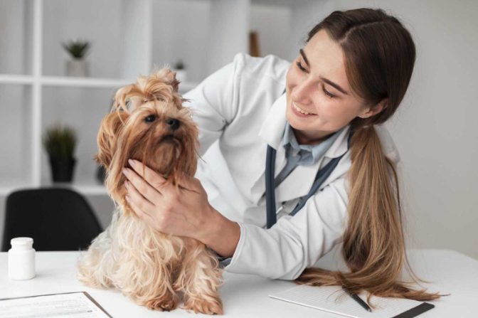 Five ways to check your dog’s health