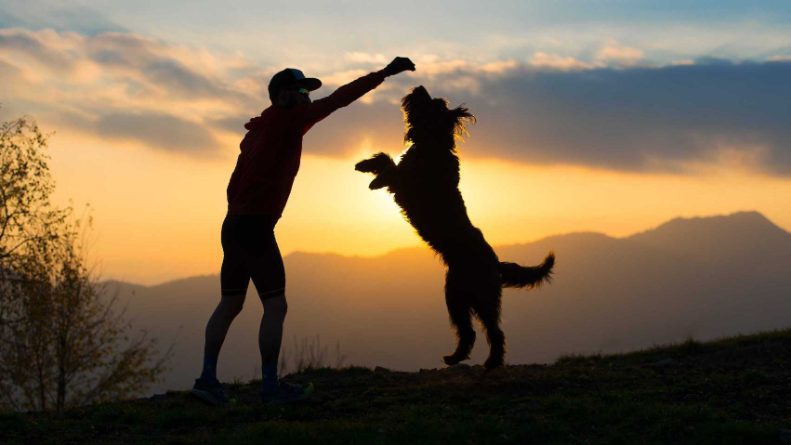 What to do when dog training doesn