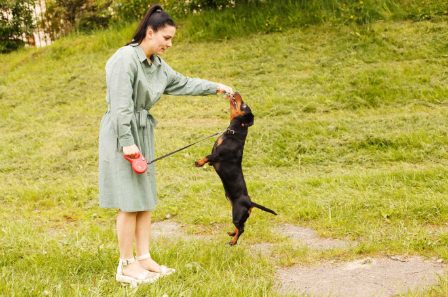 What to do when dog training doesn