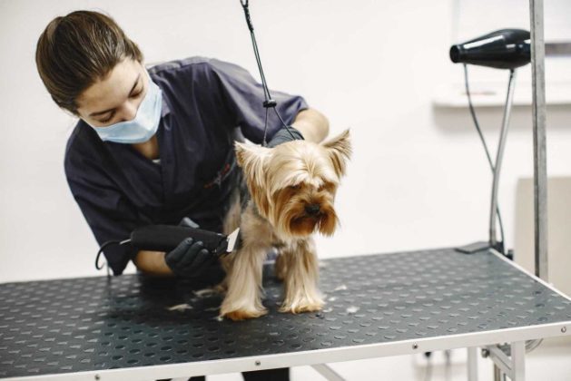 Partner with Mr n Mrs Pet: Join as a Pet Groomer