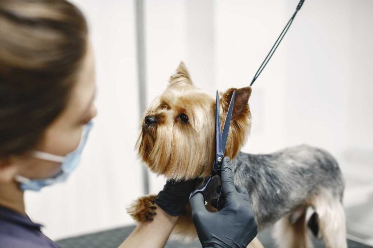 Partner with Mr n Mrs Pet: Join as a Pet Groomer