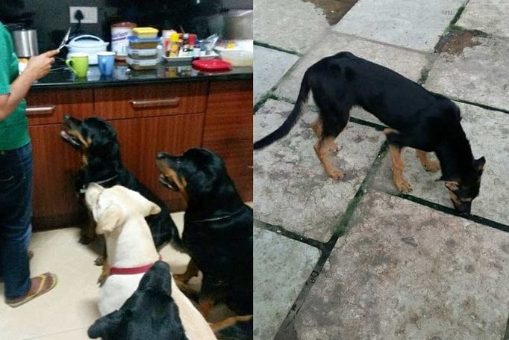 Rejected for being unfit to be petted; Rescued dogs Zorro, Muttley, and Boo fill a home with joy!