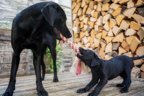 Did you know that Labradors have been declared to be the naughtiest breed?