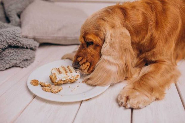Is your dog a picky eater? Here are a few hacks for a better dog appetite! 