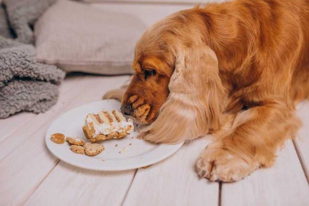 Is your dog a picky eater? Here are a few hacks for a better dog appetite! 