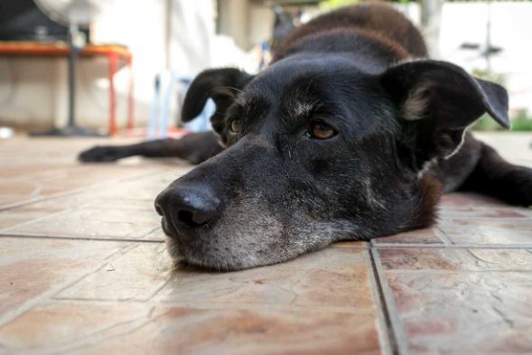 12 natural ways to relieve your senior dog for joint pain