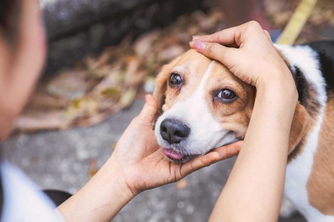 10 practical ways to calm your dog’s anxiety