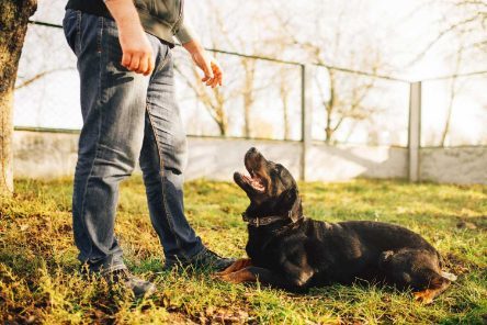 Most important commands a dog should know