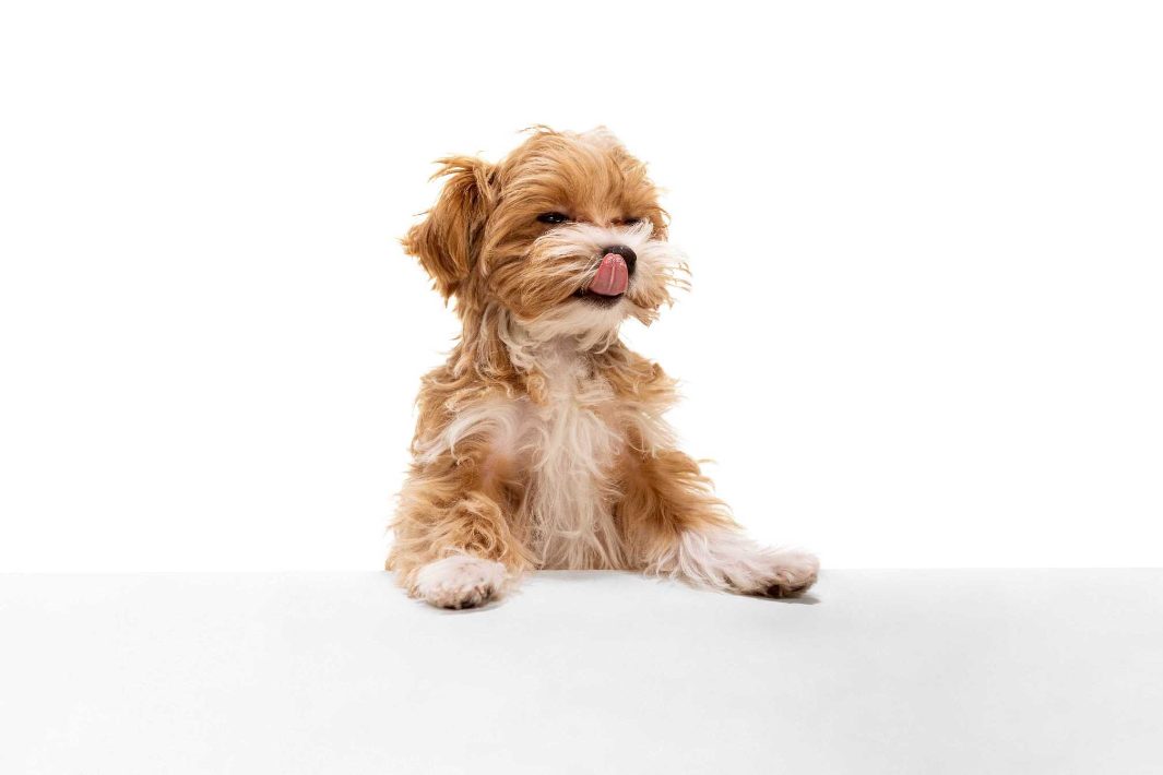 5 reasons why your dog won’t stop licking you