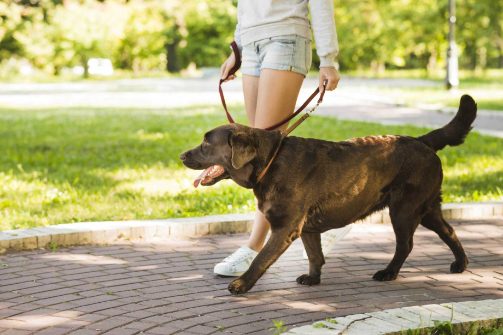 Partner with Mr n Mrs. Pet: How to earn pocket money as a Dog Walker