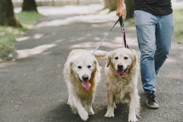 Partner with Mr n Mrs. Pet: How to earn pocket money as a Dog Walker