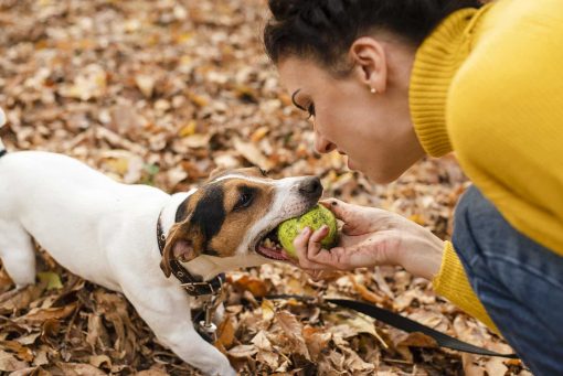 How your personality affects the way your dog behave?