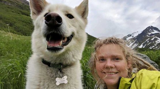 The Alaskan Husky Rescues People in the Snowy Wilderness of Alaska