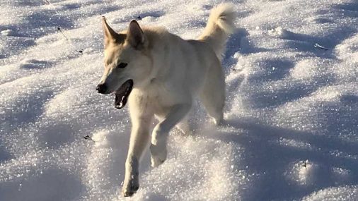 The Alaskan Husky Rescues People in the Snowy Wilderness of Alaska