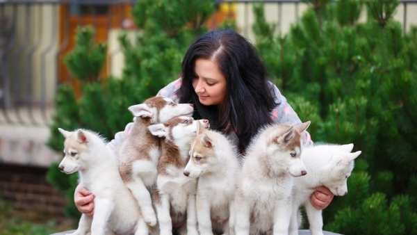 Partner with Mr n Mrs Pet: How to become a Pet Breeder?