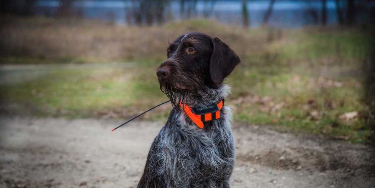 Do FI GPS trackers help find lost dogs?