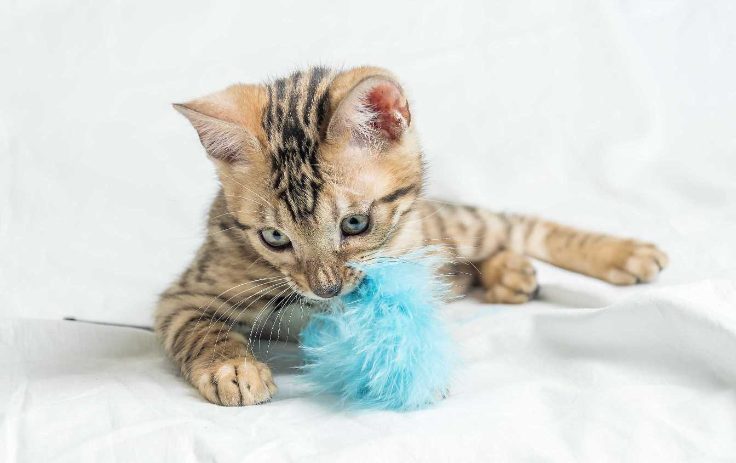 8 Toys that your cat will love!