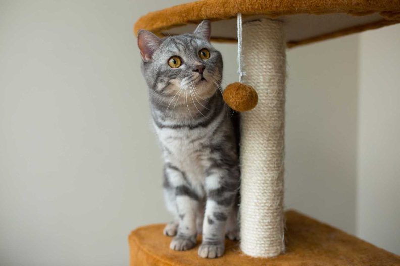 8 Toys that your cat will love!