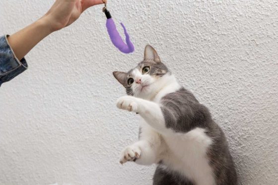 8 Toys that your cat will love!