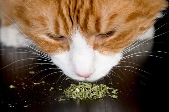 What does Catnip do to cats?
