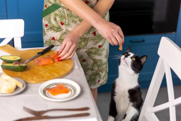 Home Cooked foods that are great for your cat’s diet