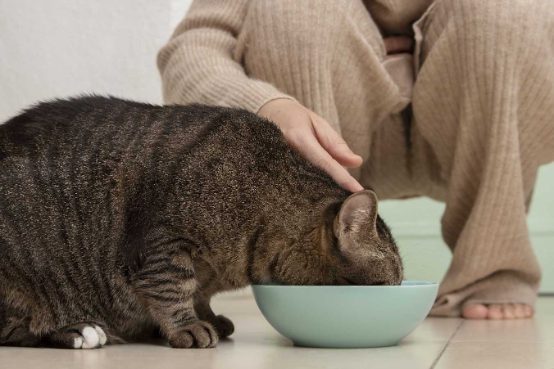 Home Cooked foods that are great for your cat’s diet