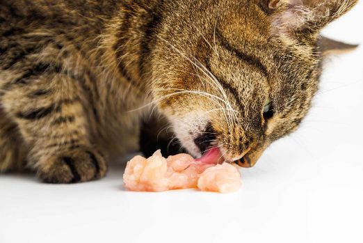 Home Cooked foods that are great for your cat’s diet
