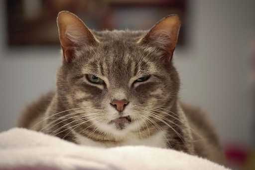 15 things cats absolutely hate - Webbox