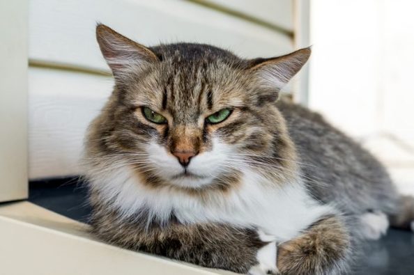 15 things cats absolutely hate - Webbox