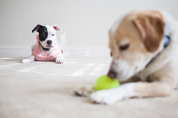 5 signs that make your dog’s get Jealous