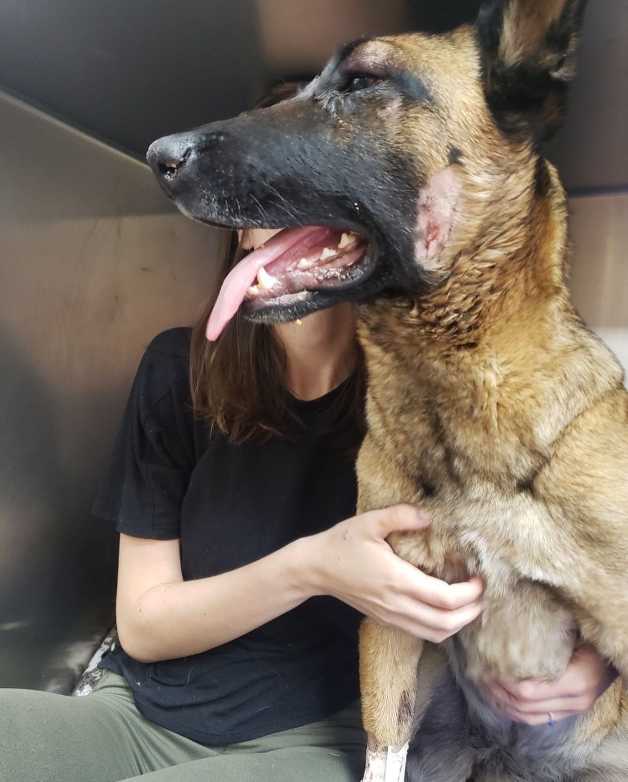 Eva the Belgian Malinois who saved her owner from a Mountain Lion Attack