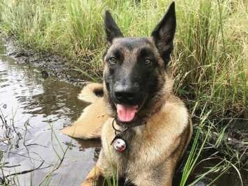 Eva the Belgian Malinois who saved her owner from a Mountain Lion Attack