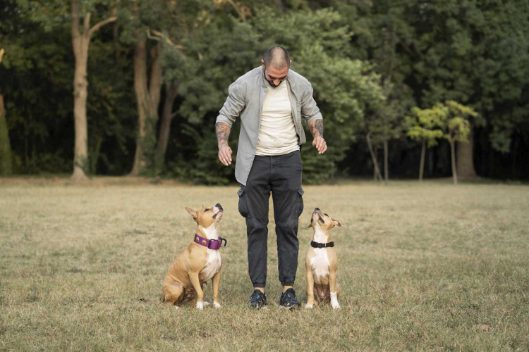Need a trainer for your dog? Here’s how to find a good one