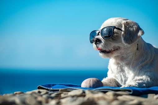 Purrfect pet-friendly destinations in India to travel